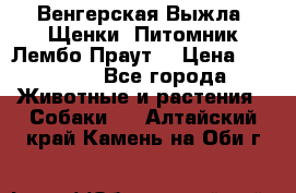 Венгерская Выжла. Щенки. Питомник Лембо Праут. › Цена ­ 35 000 - Все города Животные и растения » Собаки   . Алтайский край,Камень-на-Оби г.